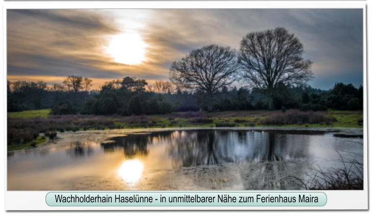 Wachholderhain Haselünne - in unmittelbarer Nähe zum Ferienhaus Maira Wachholderhain Haselünne - in unmittelbarer Nähe zum Ferienhaus Maira